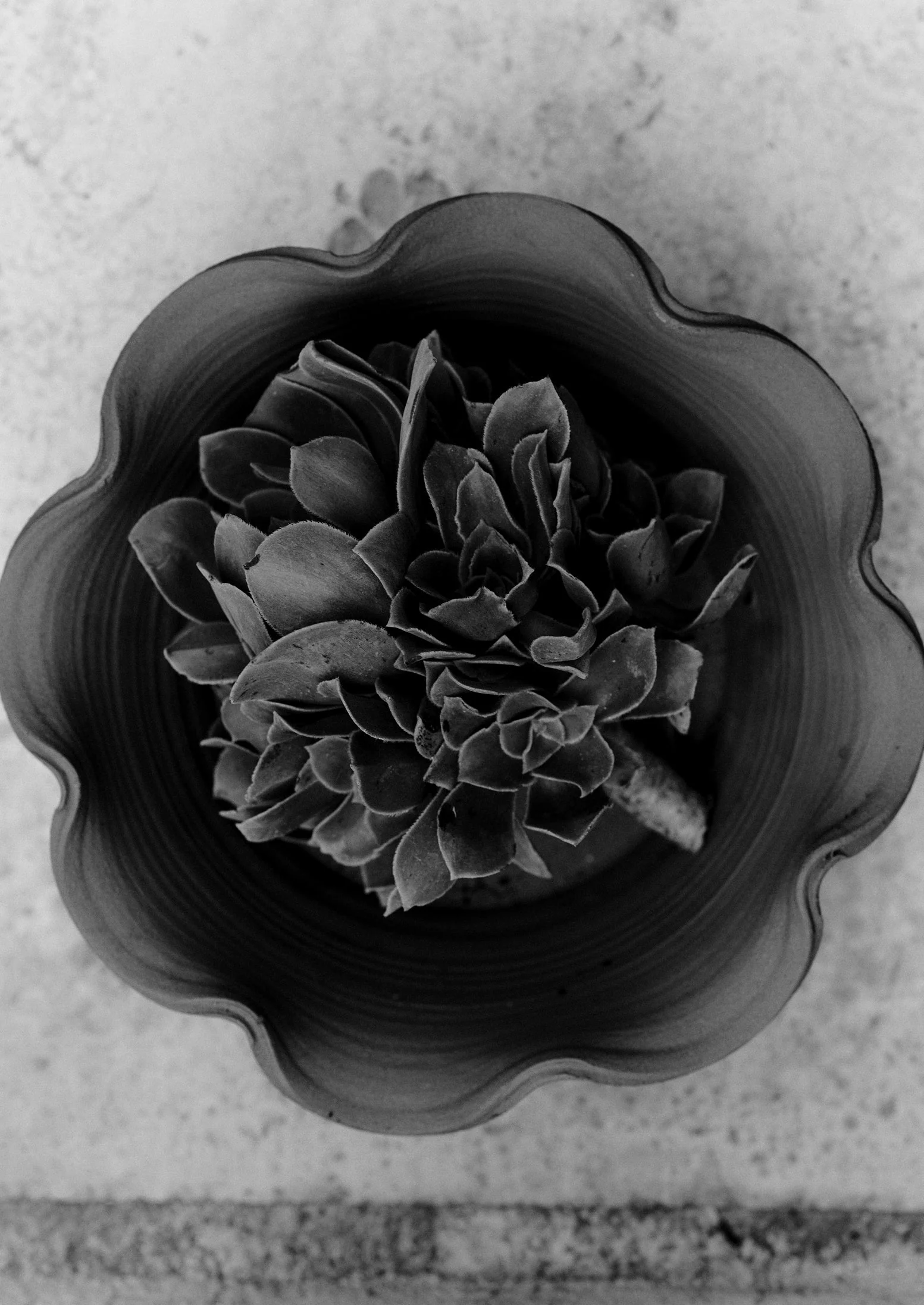 Willow Pottery Terracotta Planter | Terracotta - Image 3